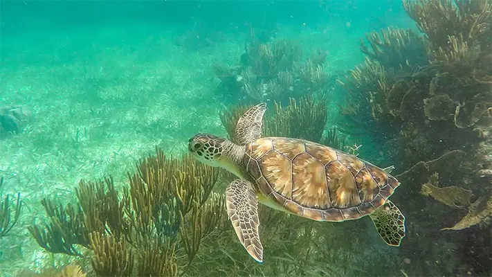 Tour de Snorkel, tirolesas, cenotes y Cuatrimotos